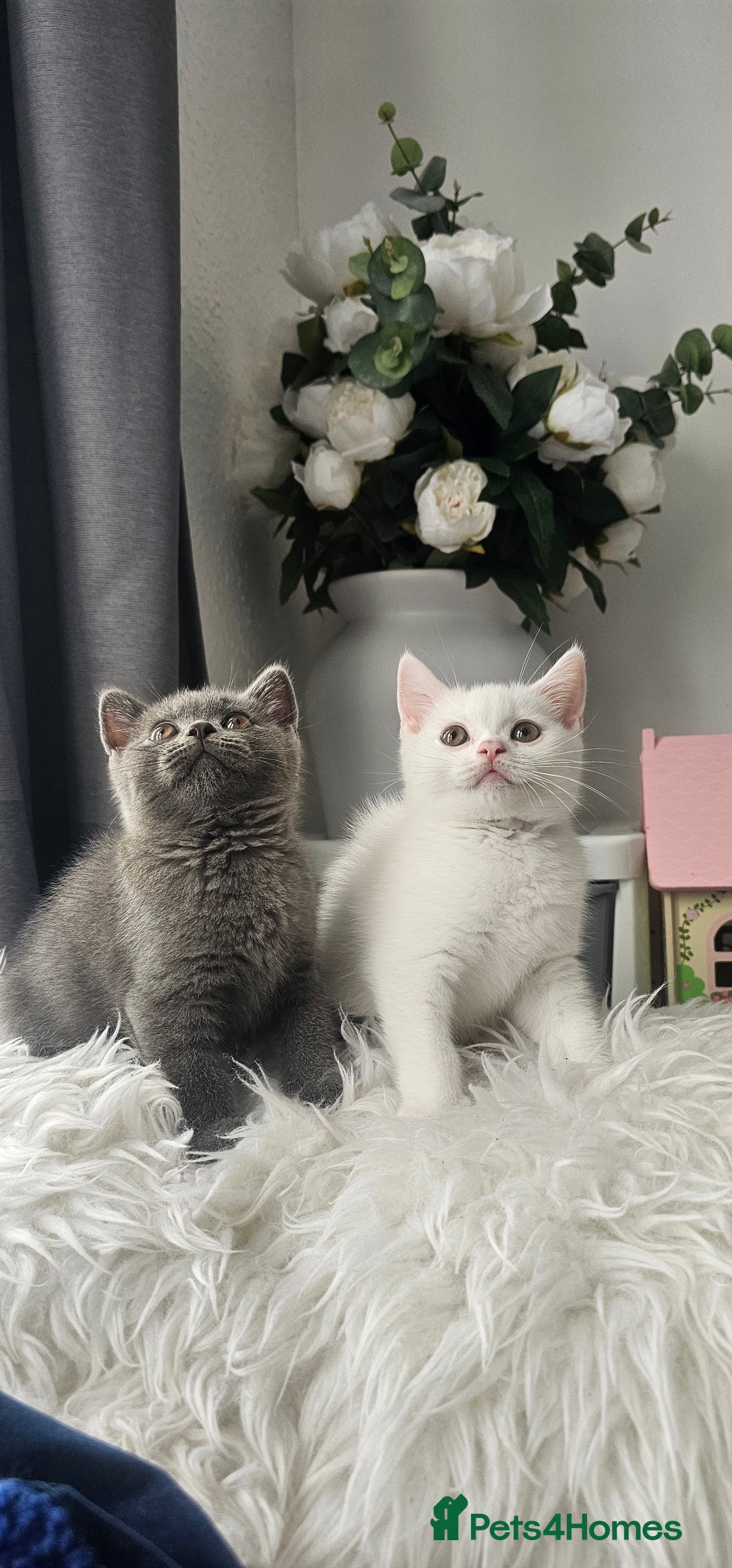 Scottish Fold cats for sale:  Beautiful Scottish Fold Kittens × 2 Males - Image 1