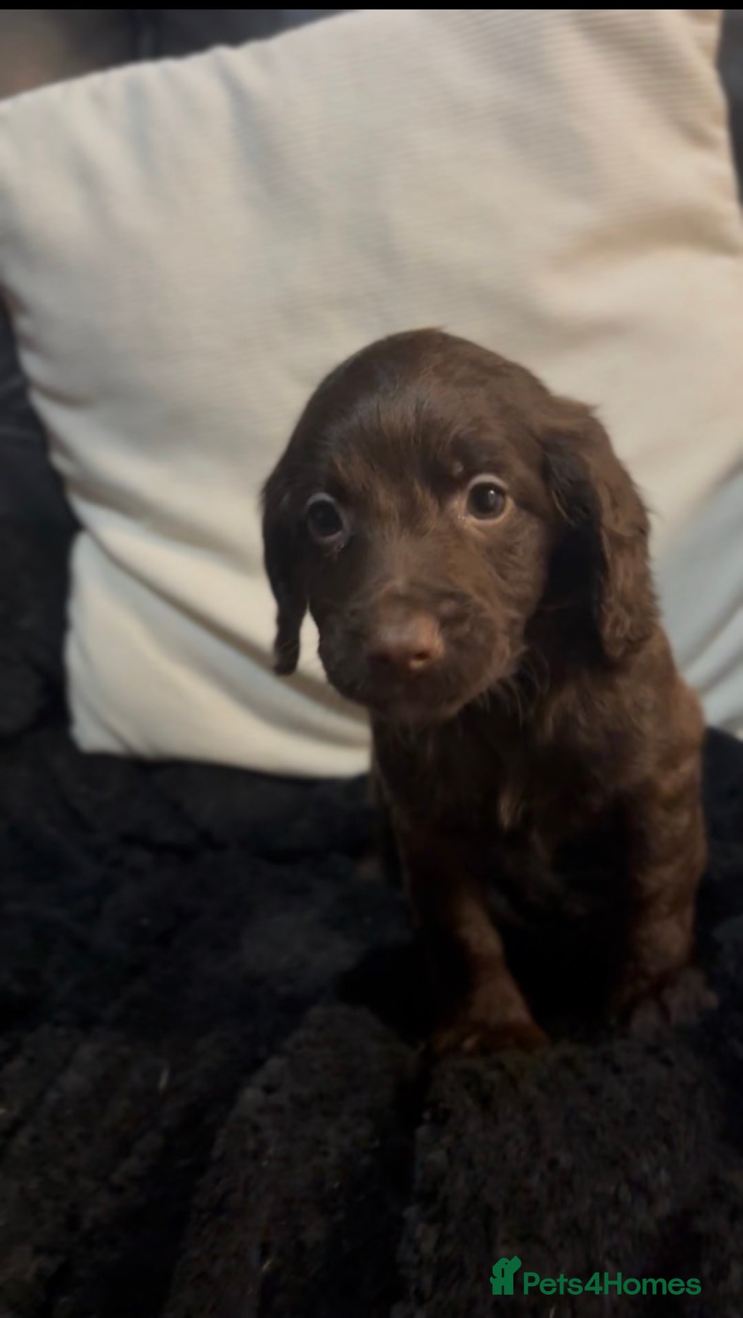 Cockapoo dogs for sale: Adorable F1B Cockapoos❤️💙 🐾 - Advert 7