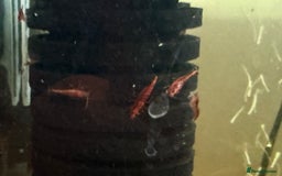 Shrimps fish for sale: Red and Blue Shrimp  - Image 6