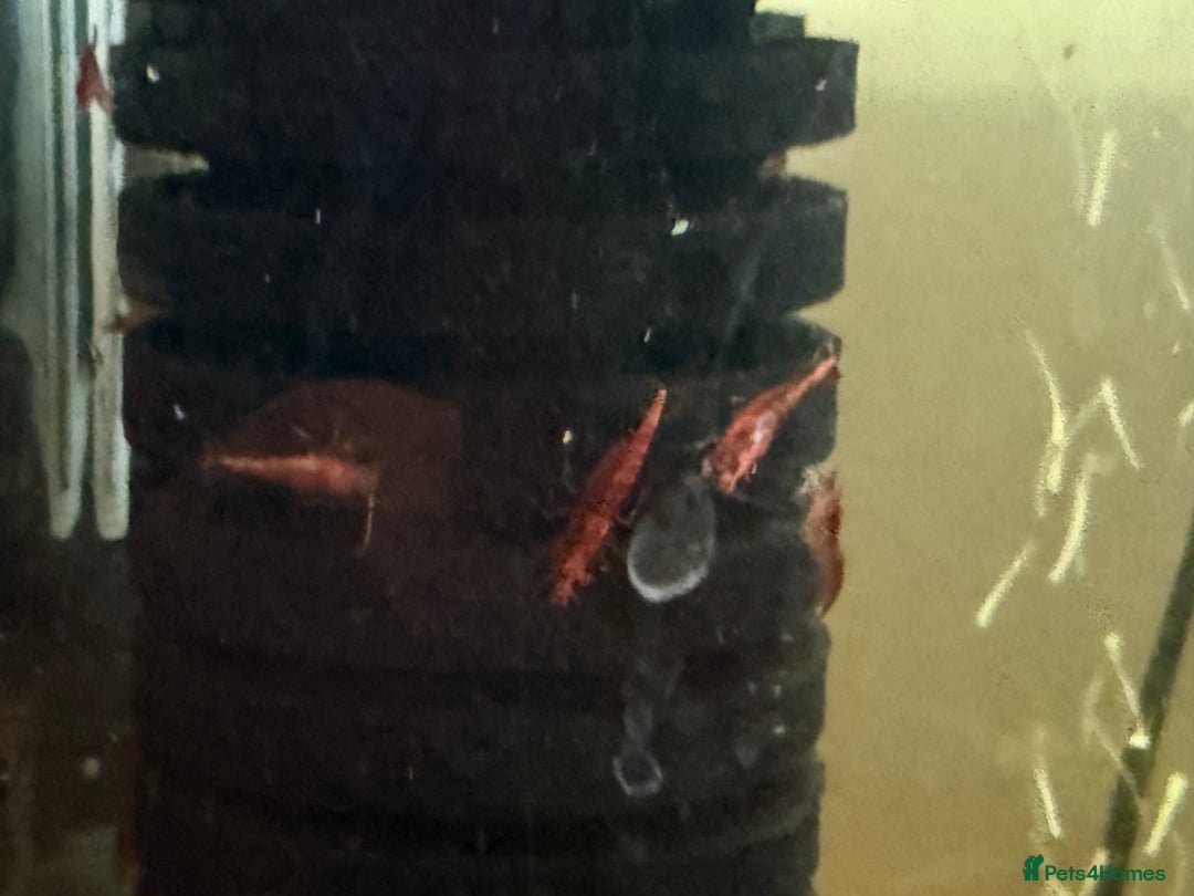 Shrimps fish for sale: Red and Blue Shrimp  - Image 6