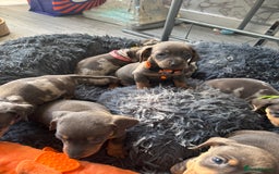 Dachshund dogs for sale: 7 beautiful dachshund baby’s  - Image 6