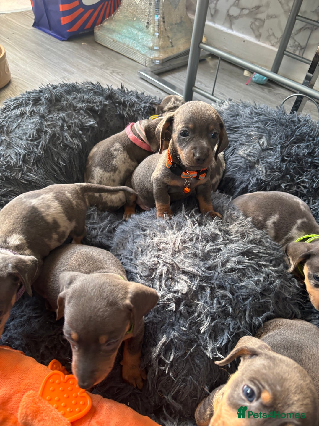Dachshund dogs for sale: 7 beautiful dachshund baby’s  - Image 6