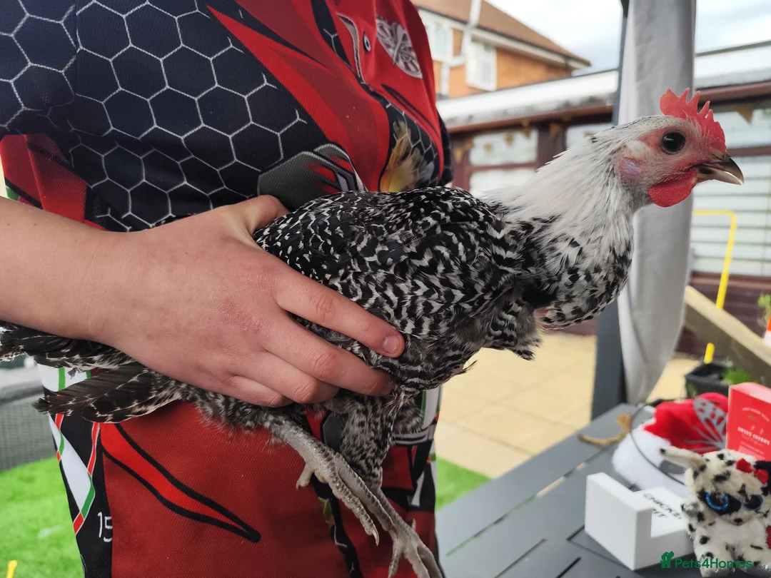 Chickens poultry for sale: Beautiful cockerel/rooster  in Stoke-on-Trent - Advert 5