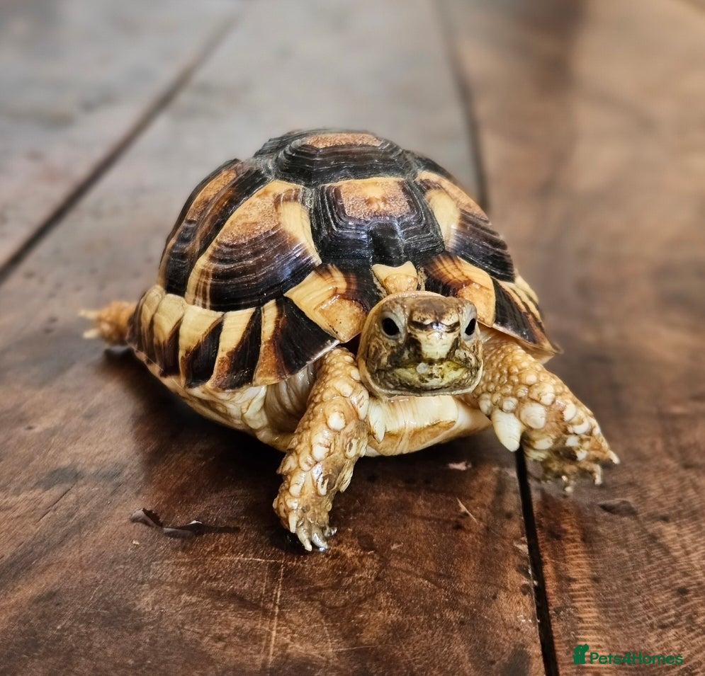 Mixed Breed reptiles for sale: Various reptiles - Advert 1