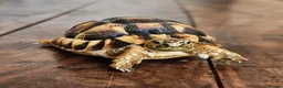Mixed Breed reptiles for sale: Various reptiles - Advert 1