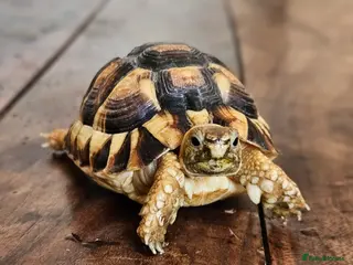 Mixed Breed reptiles for sale: Various reptiles - Advert 1