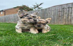 French Bulldog dogs for sale: 4 French bulldog puppies  - Image 7