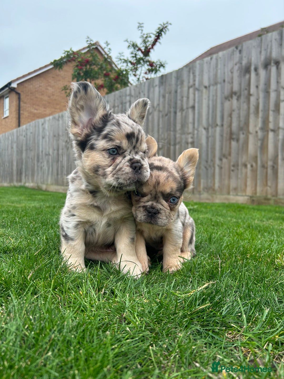 French Bulldog dogs for sale: 4 French bulldog puppies  - Image 7