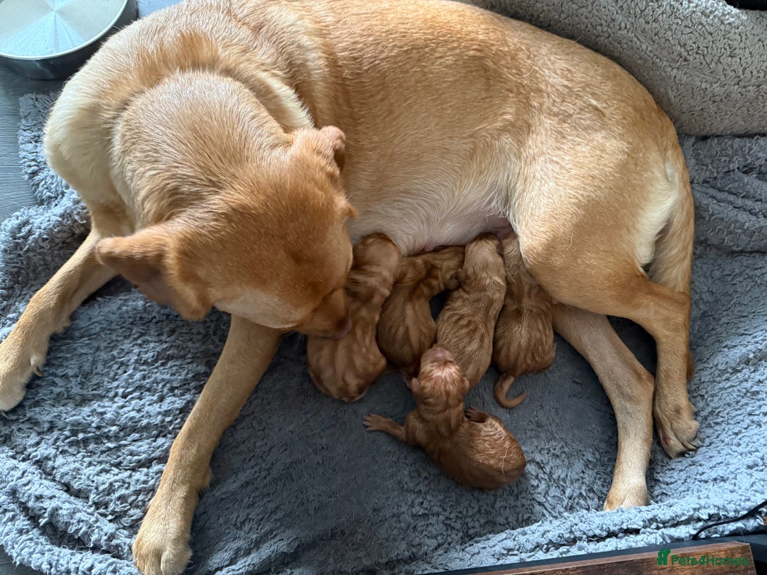 Labrador Retriever dogs for sale: Beautiful Light / fox red Labrador Retriever pups - Advert 4