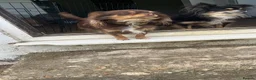 Chihuahua dogs for sale: Rare stunning chocolate chihuahua  - Advert 22