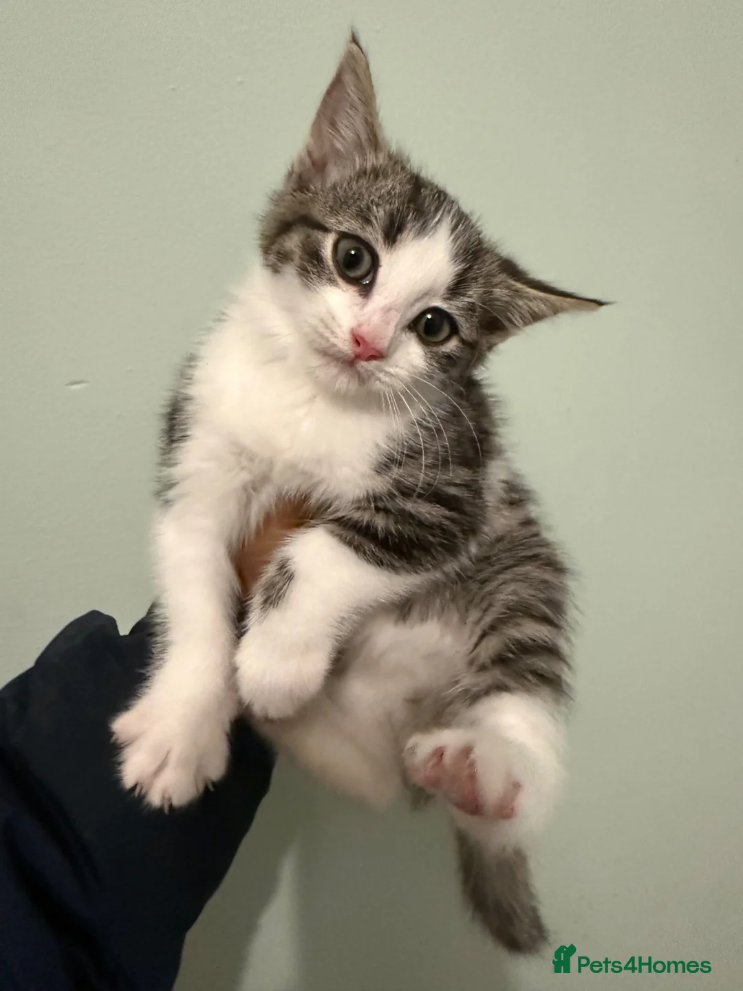 Mixed Breed cats for sale: Beautiful kittens looking for their forever homes  in Blackwood - Advert 2