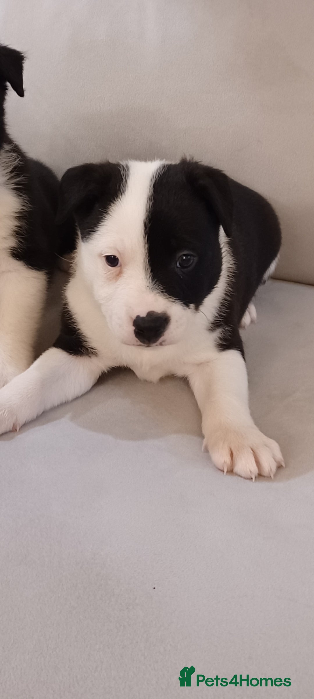 Border Collie dogs for sale: PBC Puppies - Border collie  - Advert 10