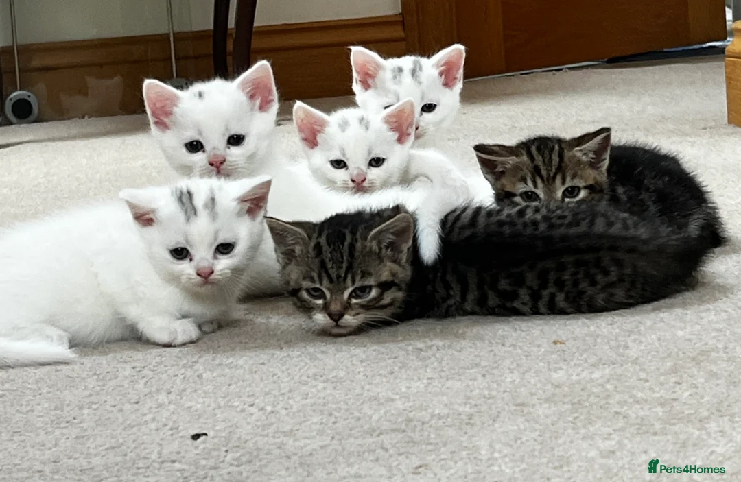 Turkish Angora cats for sale: Turkish angora kittens - Advert 7