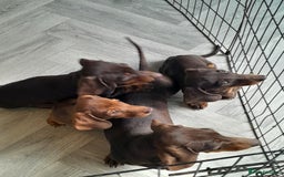 Miniature Dachshund dogs for sale: Miniature Dachshunds  in Diss - Image 4