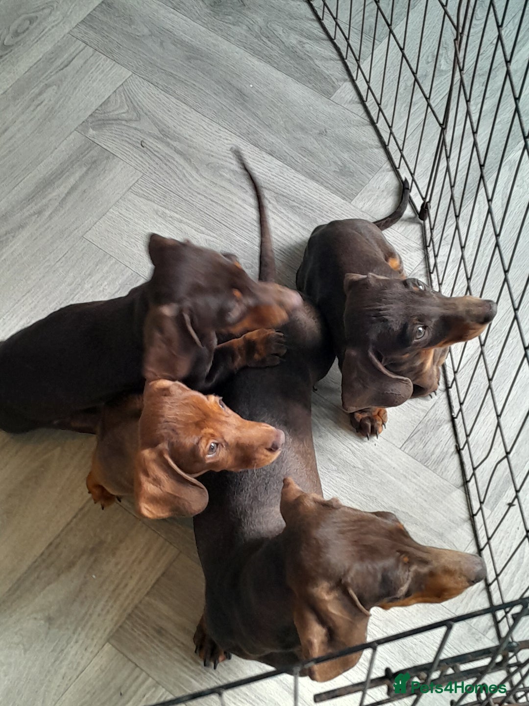 Miniature Dachshund dogs for sale: Miniature Dachshunds  in Diss - Image 4