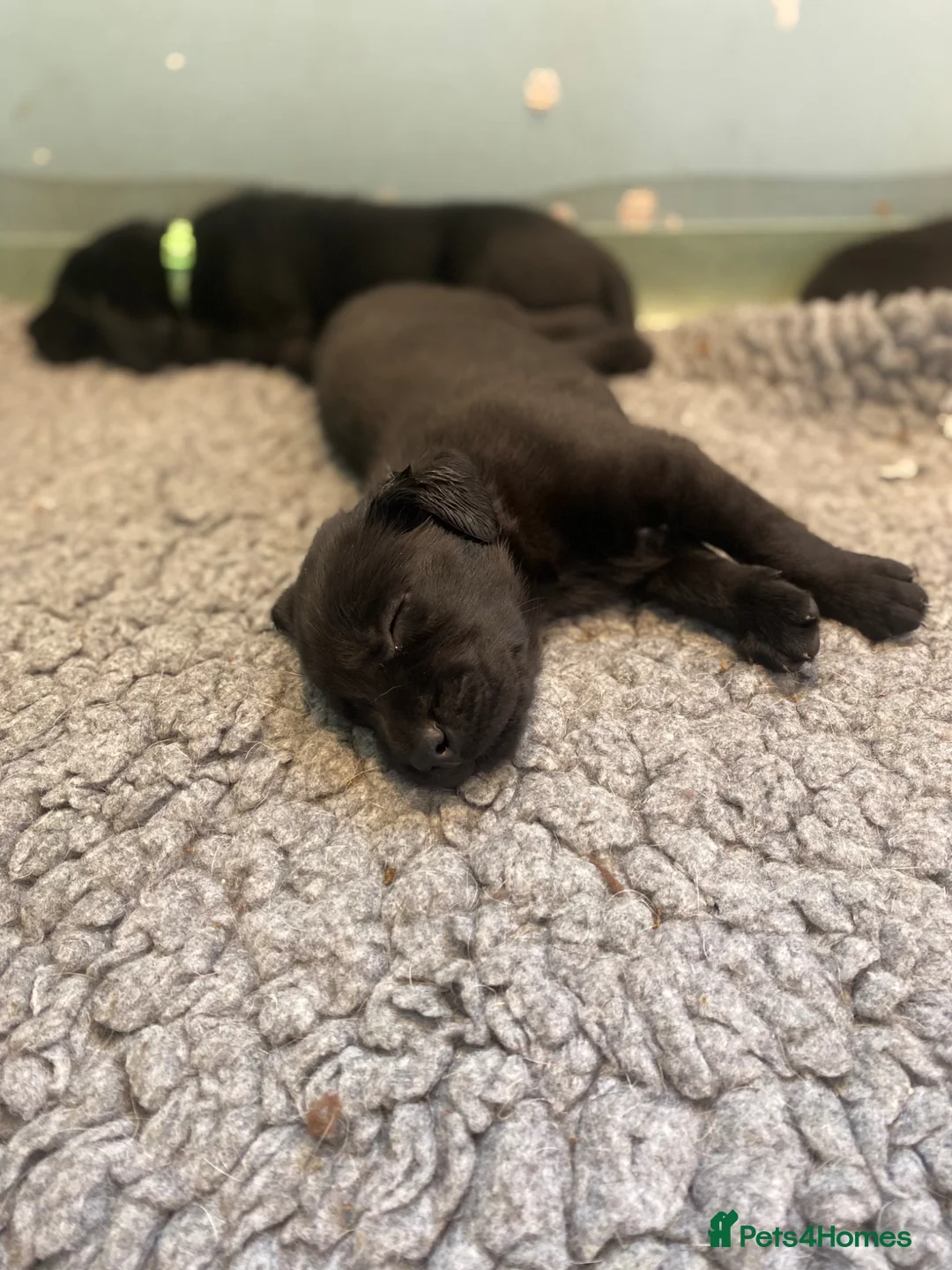 Mixed Breed dogs for sale: Puppies for sale  - Advert 7