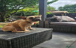 French Bulldog dogs for sale: 2 years old Lola looking for home forever  - Image 2