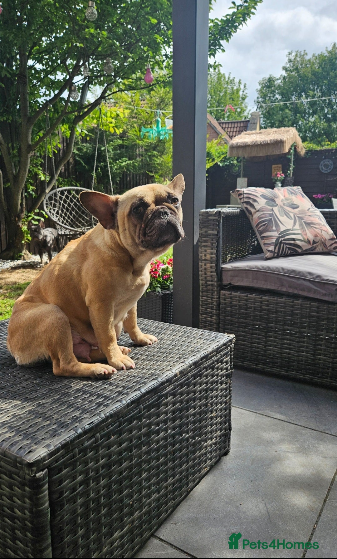 French Bulldog dogs for sale: 2 years old Lola looking for home forever  - Image 2