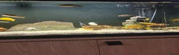 Cichlids fish for sale: African Cichlids  - Advert 2