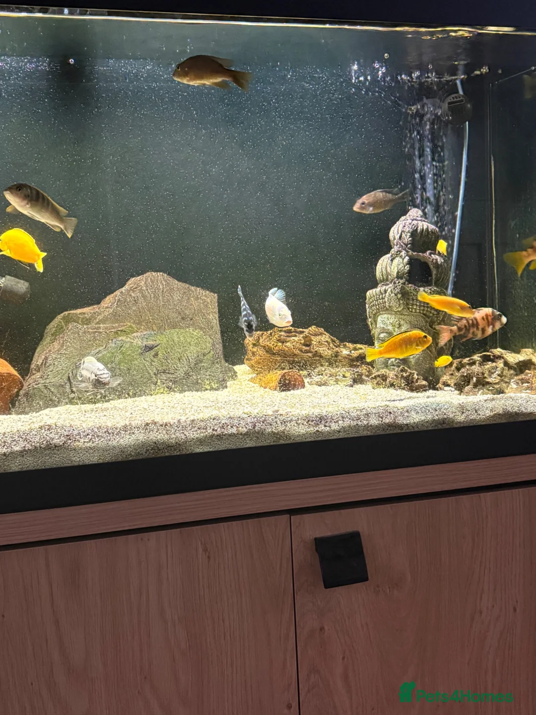 Cichlids fish for sale: African Cichlids  - Advert 2