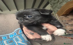 Mixed Breed dogs for sale: Chihuahua, Brussels Griffon cross pups - Image 5