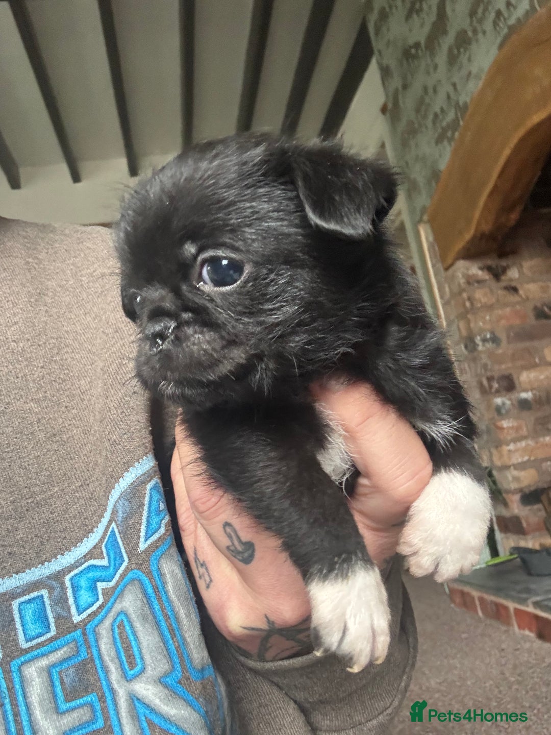Mixed Breed dogs for sale: Chihuahua, Brussels Griffon cross pups - Image 5