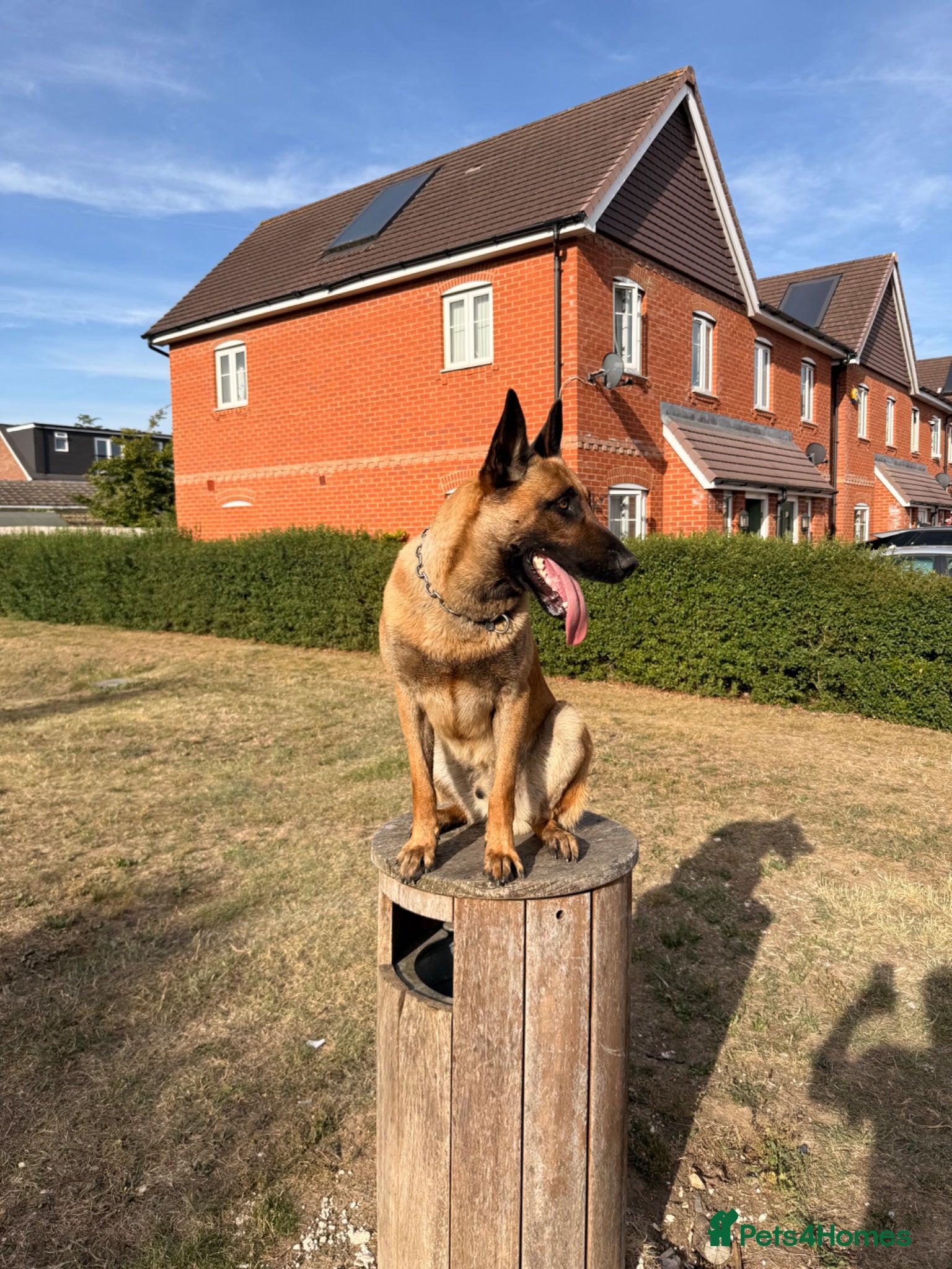 Belgian Shepherd Dog dogs 1 year Belgian Malinois Pure - Advert 2