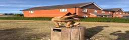 Belgian Shepherd Dog dogs for sale: 1 year Belgian Malinois Pure - Advert 2