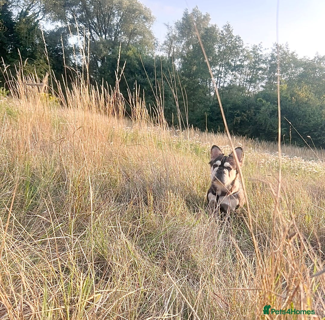 French Bulldog dogs for sale: KC reg+4 panel health+DNA EA Husky Female pup - Advert 14