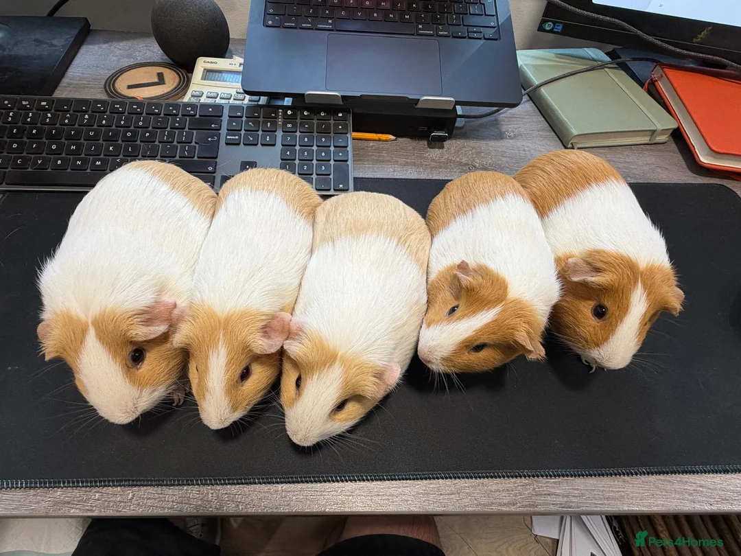 Guinea Pig rodents for sale: Buff & Cream Dutch Guinea Pigs - Breeding Group - Advert 3
