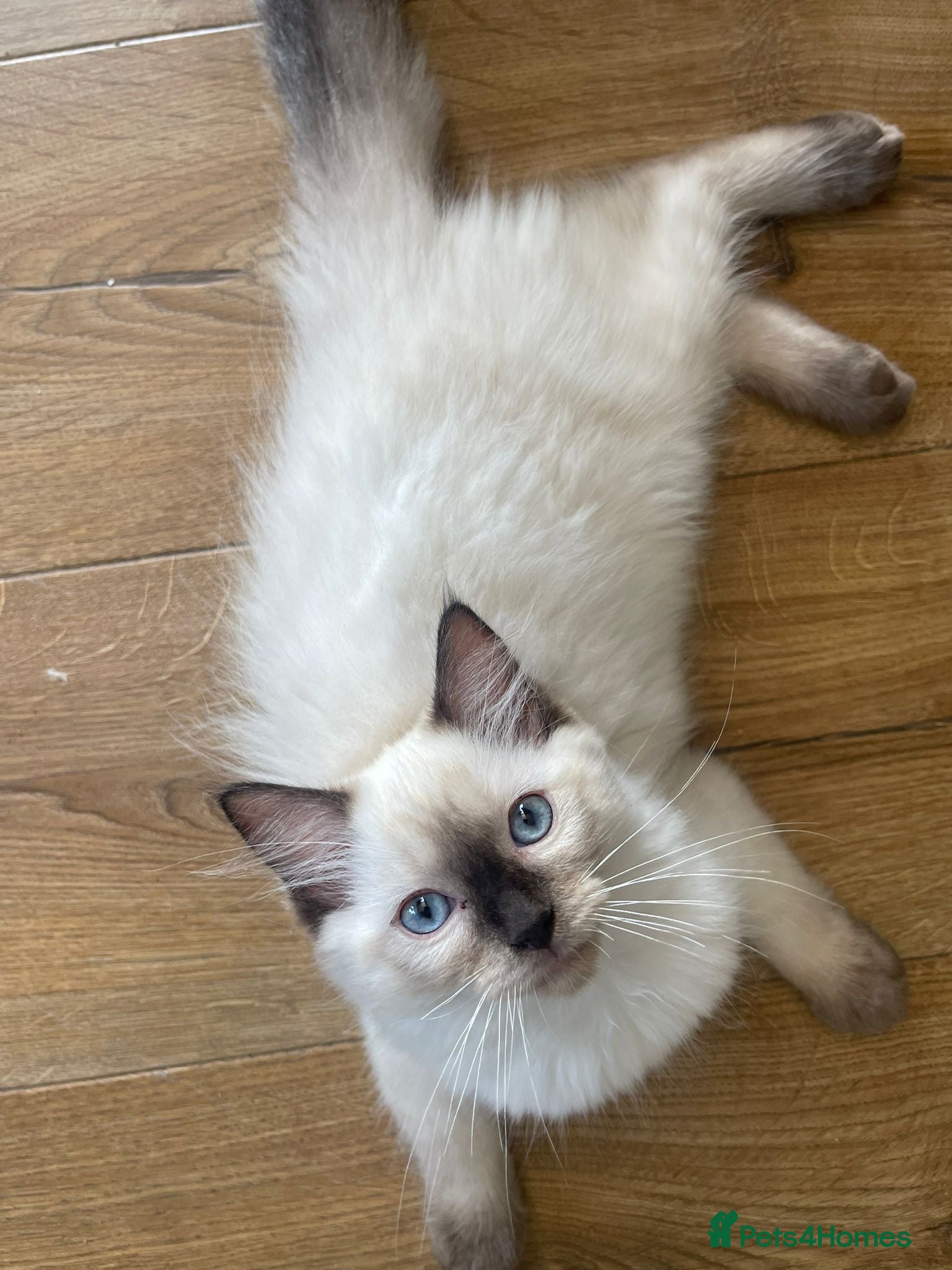 Ragdoll cats 2 left! Ready to go!! Stunning Ragdolls for you 🥰 - Advert 12