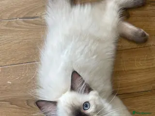 Ragdoll cats 2 left! Ready to go!! Stunning Ragdolls for you 🥰 - Advert 12