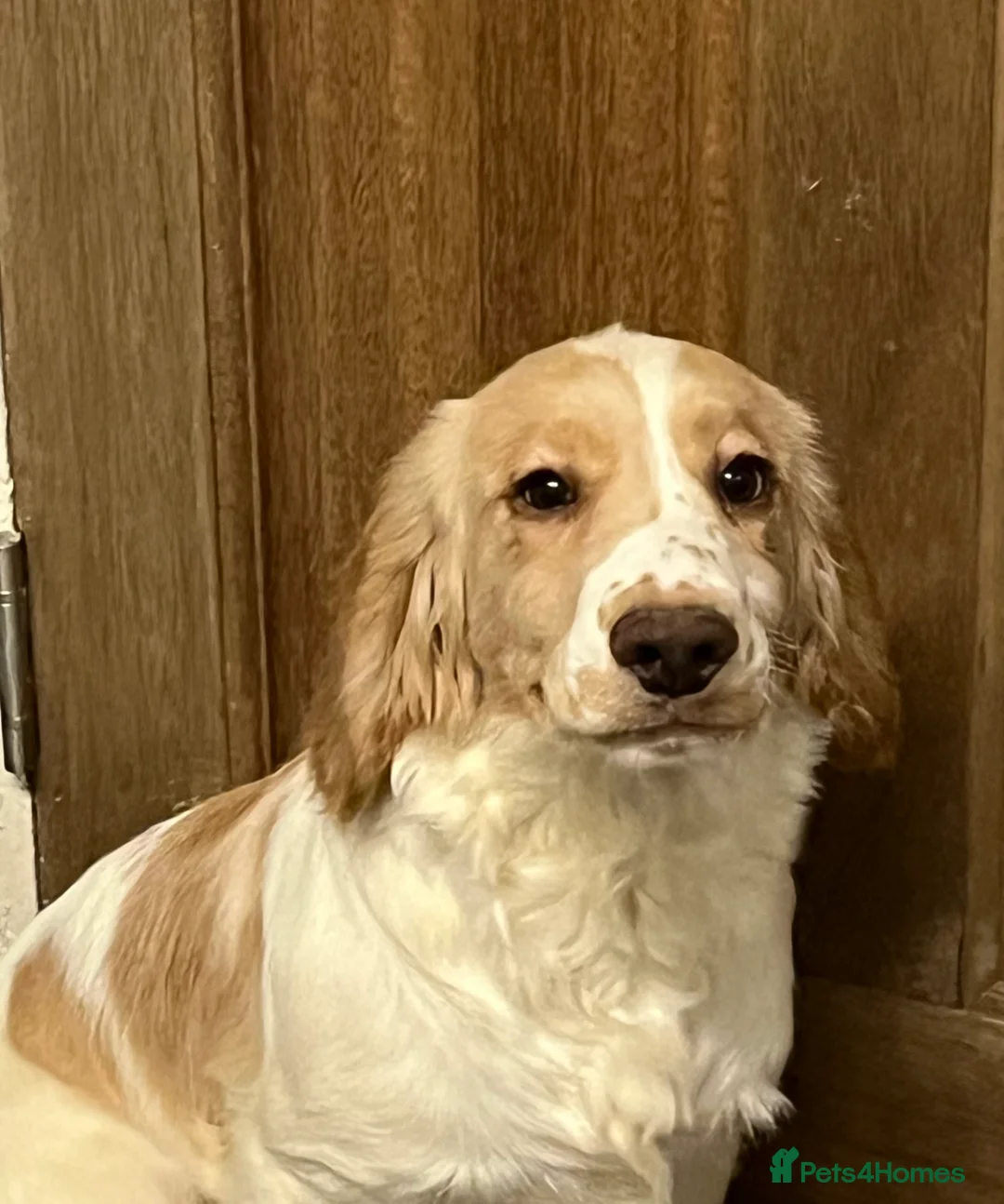 Cocker Spaniel dogs for sale: Working Cocker Spaniels - Advert 3