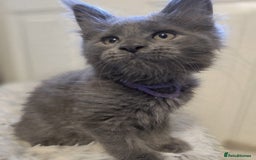 Maine Coon cats for sale: TICA registered, Blue Solid Maine Coon kittens - Image 20