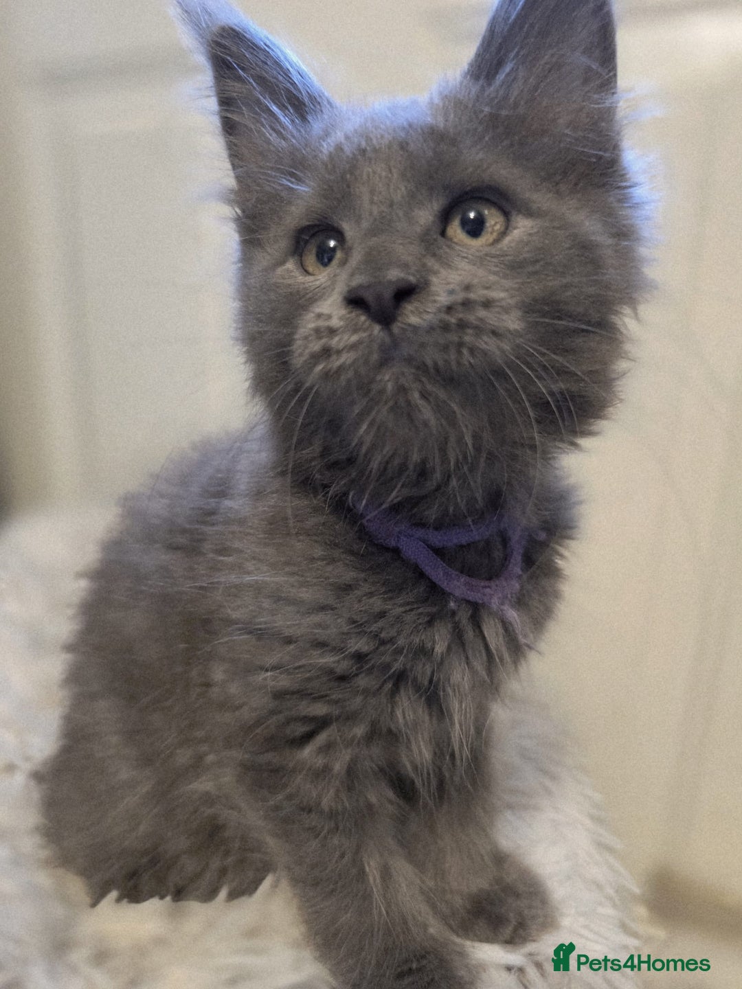Maine Coon cats for sale: TICA registered, Blue Solid Maine Coon kittens - Image 20