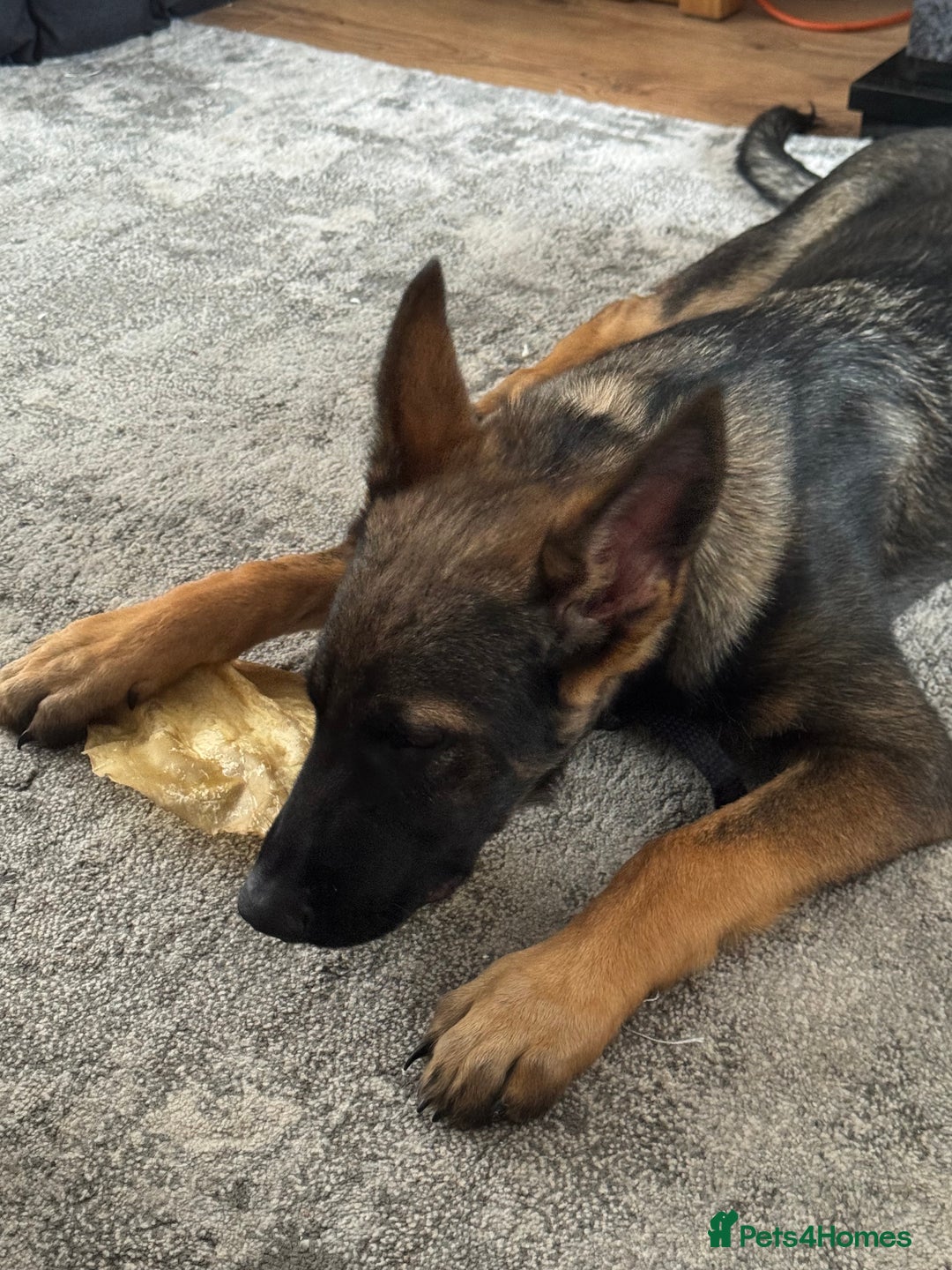 German Shepherd dogs for sale: Playful 5 Moth Old German Shepherd Male - Image 11