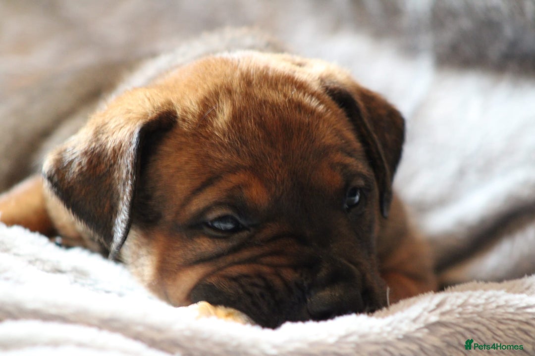 Mixed Breed dogs for sale: Rottweiler/pressa f1 - Image 20