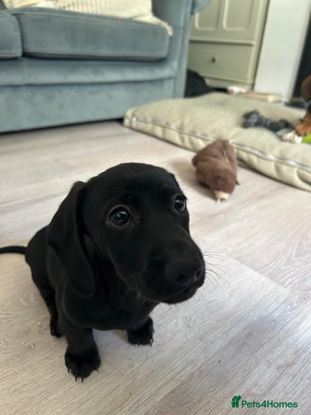 Miniature Dachshund dogs for sale: 3X Male Miniature Dachshunds- READY TO GO - Image 30
