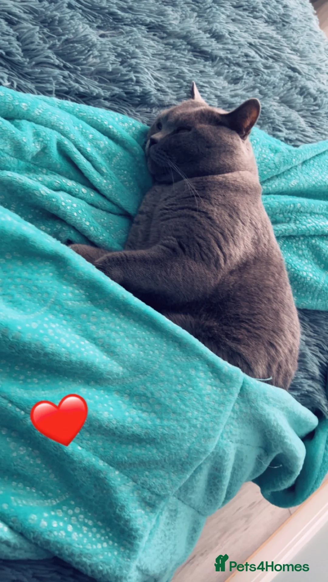 British Shorthair cats for stud: 🐈‍⬛ GIZZY THE STUD 🐈‍⬛ GCCF AND TICA REGISTERED  in Solihull - Advert 25