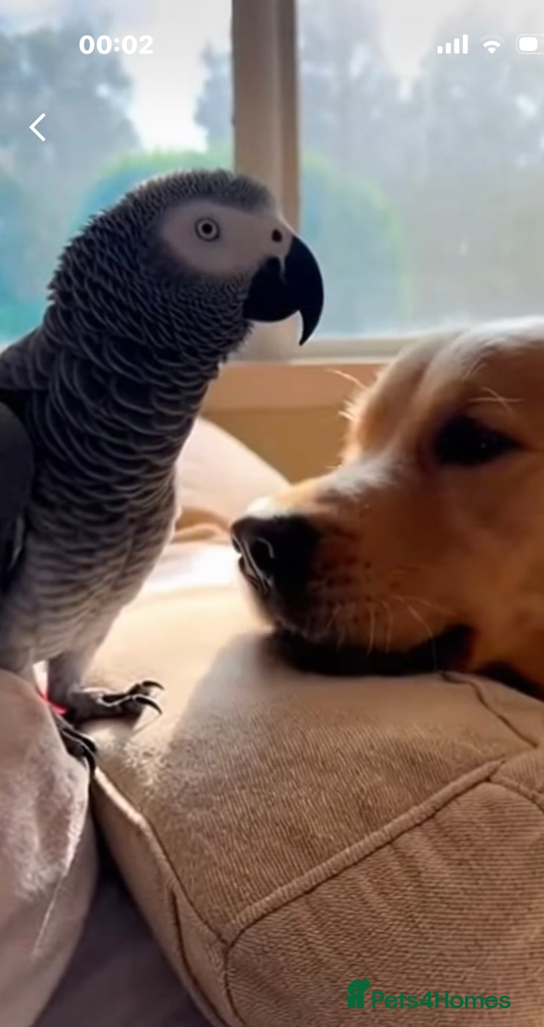 Parrots birds for sale: Coco the Fully tame African grey  - Advert 2