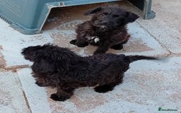 Mixed Breed dogs for sale: Schnoodle pups,  Aberdeenshire  - Image 3