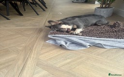 French Bulldog dogs for sale: French bull dog for sale 1 Year old  - Image 2