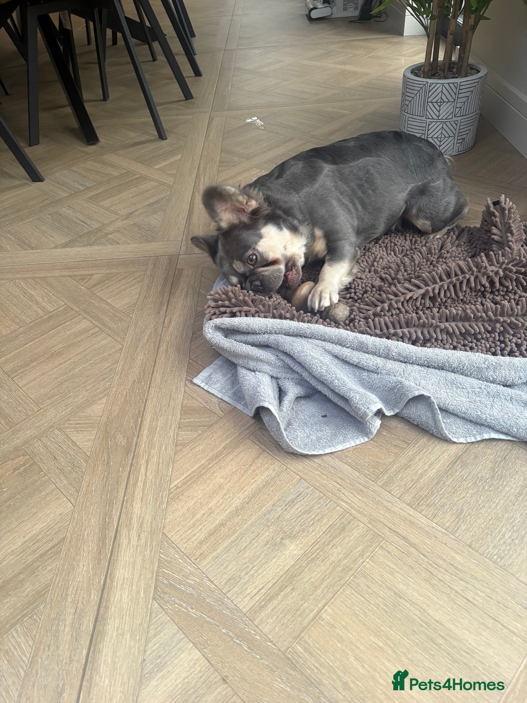 French Bulldog dogs for sale: French bull dog for sale 1 Year old  - Image 2