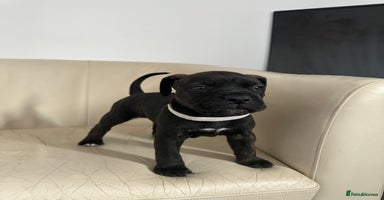 Mixed Breed dogs - Advert 12