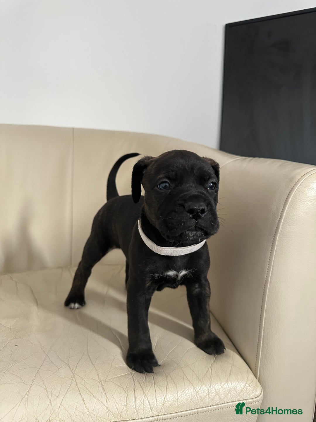 Mixed Breed dogs for sale: Cane Corso/boxer X Dogue de Bordeaux  - Image 7