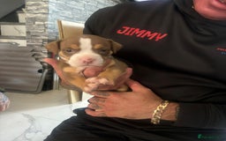 American Bulldog dogs for sale: Pocket bully’s  - Image 3