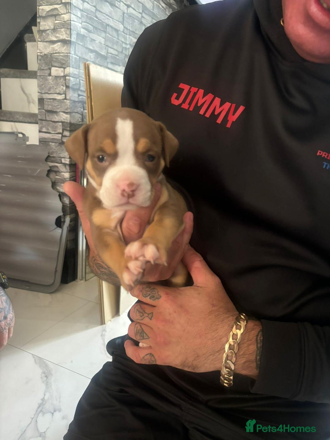 American Bulldog dogs for sale: Pocket bully’s  - Image 3