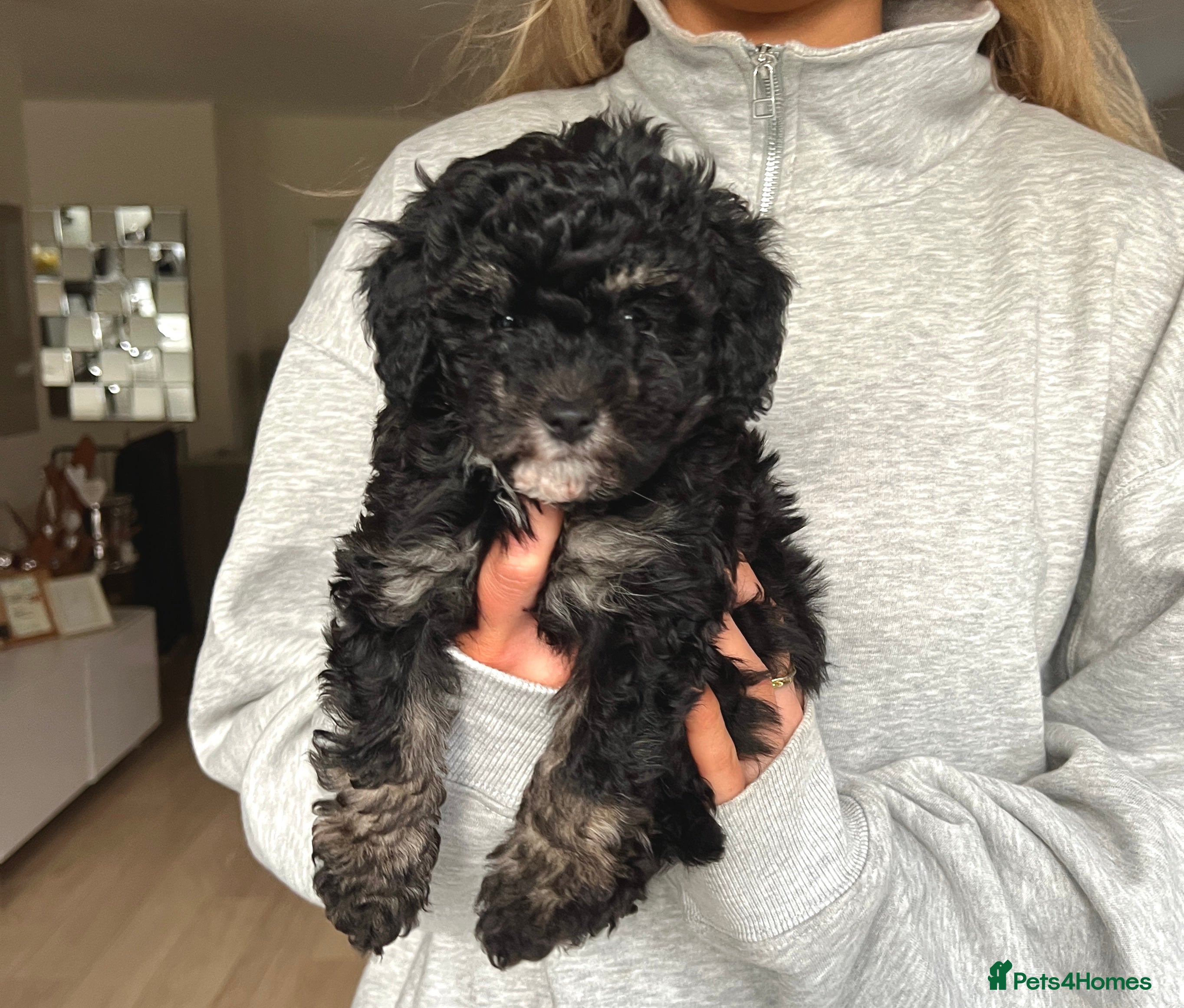 Maltipoo dogs Tiny black phantom Maltipoo girl  - Advert 5