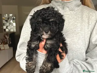 Maltipoo dogs Tiny black phantom Maltipoo girl - Advert 5