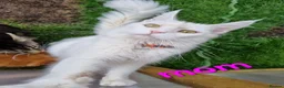 Maine Coon cats for sale: Maine Coon Kittens For Sale  - Advert 2